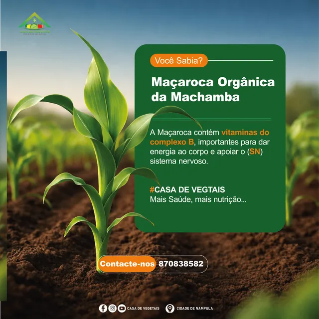 Casa de Vegetais — Produto em destaque — maçaroca orgânica